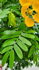 Gonopterodendron arboreum