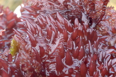 Chondracanthus