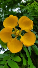 Gonopterodendron arboreum