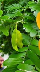 Gonopterodendron arboreum