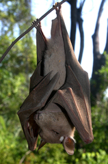 Epomophorus crypturus