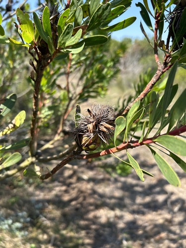 Image of Protea lanceolata by (c) Christina, some rights reserved (CC BY)