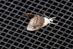 Lipocosmodes fuliginosalis