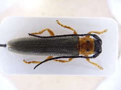 Oberea oculata
