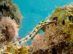 Corythoichthys conspicillatus