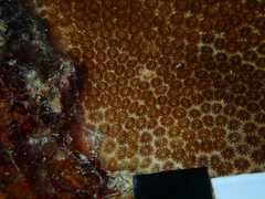 Stephanocoenia intersepta