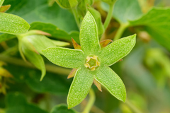 Gonolobus grandiflorus