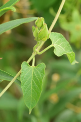 Gonolobus grandiflorus