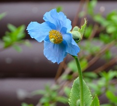 Meconopsis betonicifolia