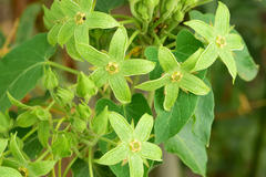 Gonolobus grandiflorus