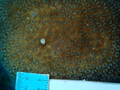 Stephanocoenia intersepta