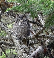 Bubo virginianus heterocnemis