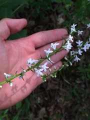 Lobelia spicata