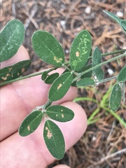 Lespedeza texana