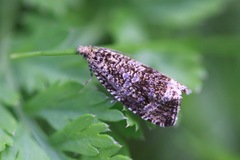 Syricoris