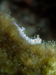 Hypselodoris