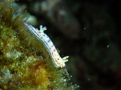 Hypselodoris