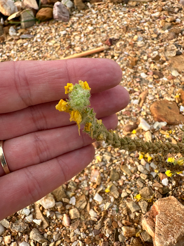 Image of Linaria saxatilis by (c) Jane Weeden, some rights reserved (CC BY)