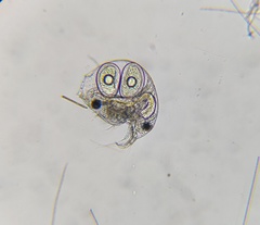 Bosmina longirostris