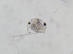 Bosmina longirostris