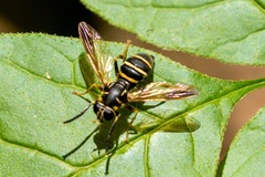 Temnostoma