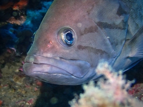 Dogtooth grouper (Epinephelus caninus) — Serranidae — 4