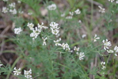 Dorycnium