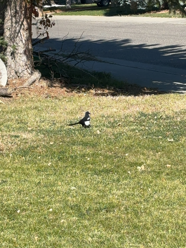 iNaturalist observation 2024-10-04