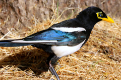 Pica nuttalli