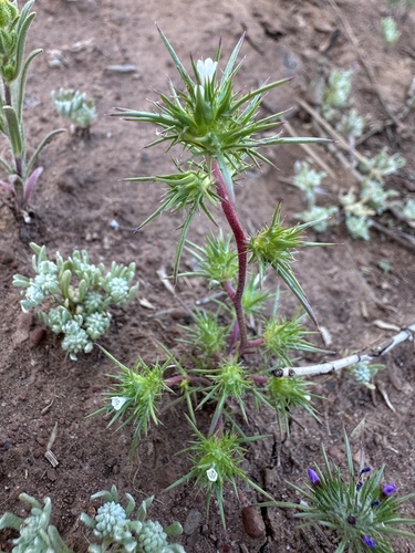 Image of Navarretia subuligera by (c) Matt Berger, some rights reserved (CC BY)