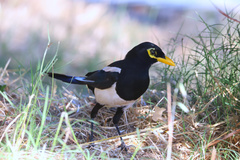 Pica nuttalli