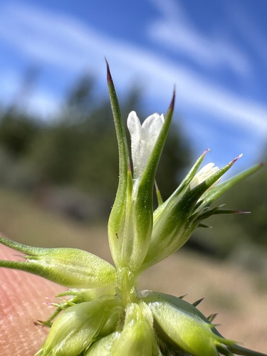 Image of Navarretia subuligera by (c) Matt Berger, some rights reserved (CC BY)