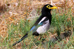 Pica nuttalli