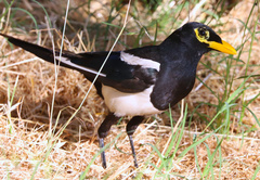 Pica nuttalli