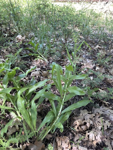 Western hound's tongue (Andersonglossum occidentale)