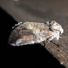 Heterocampa obliqua