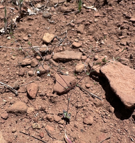 Image of Nemacladus capillaris by (c) Matt Berger, some rights reserved (CC BY)