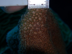 Porites porites