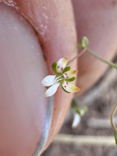 Common Threadplant (Nemacladus capillaris)
