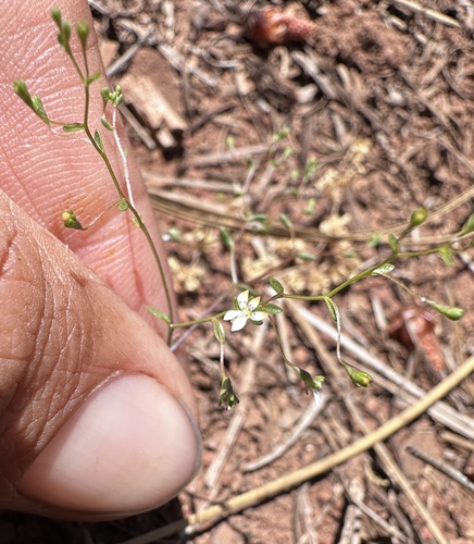 Image of Nemacladus capillaris by (c) Matt Berger, some rights reserved (CC BY)