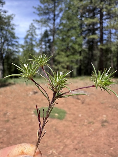 Image of Navarretia divaricata by (c) Matt Berger, some rights reserved (CC BY)