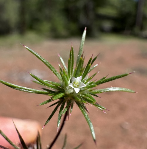 Image of Navarretia divaricata by (c) Matt Berger, some rights reserved (CC BY)