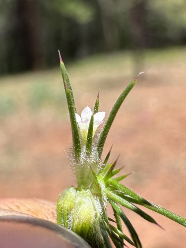 Image of Navarretia divaricata by (c) Matt Berger, some rights reserved (CC BY)