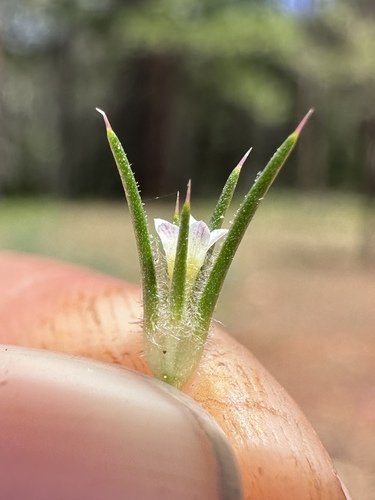 Image of Navarretia divaricata by (c) Matt Berger, some rights reserved (CC BY)