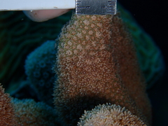 Porites porites