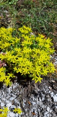 Sedum