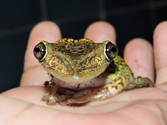 Triprion spatulatus