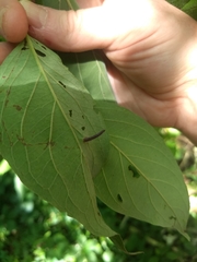 Craneiobia tuba