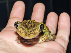 Triprion spatulatus