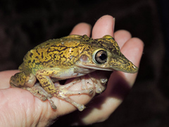 Triprion spatulatus